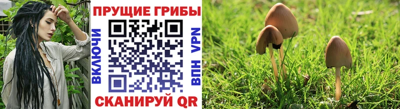 Псилоцибиновые грибы Psilocybe  Купить закладки  Татарск 